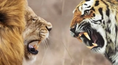 Ko je jači lav ili tigar?